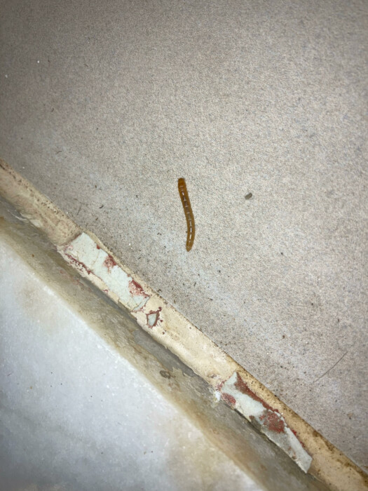 Segmented, Light Brown Worms in Garden are Mealworms