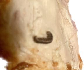 Dark Brown Worm in Cooked Chicken Could be Millipede
