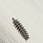 Tiny, Segmented Creatures in Bedroom are Duff Millipedes