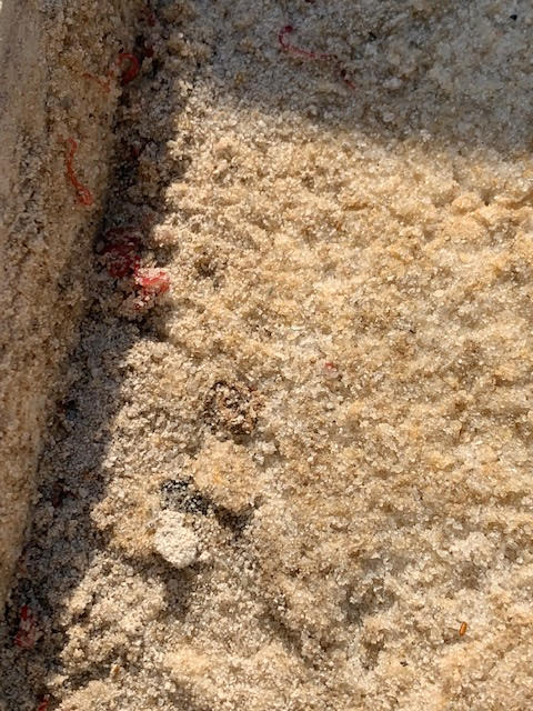 Red Worms Under Pool Pavers are Bloodworms