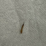 Dozens of Brown-striped Worms Under Bed are Carpet Beetle Larvae