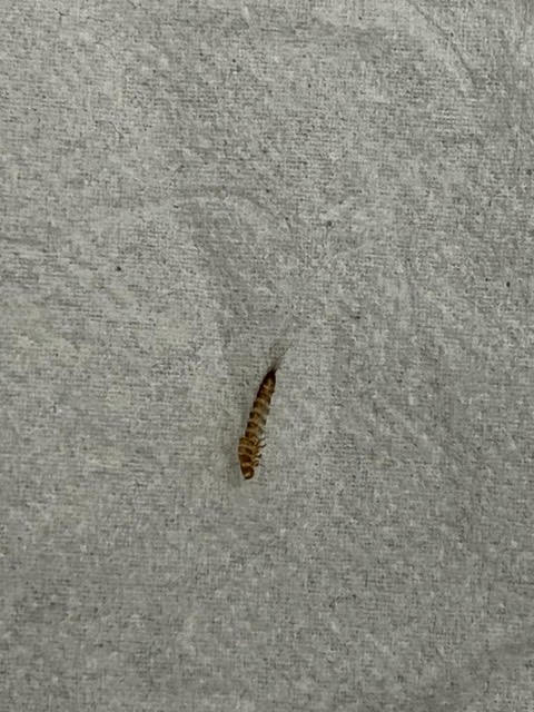 Dozens of Brown-striped Worms Under Bed are Carpet Beetle Larvae - All ...
