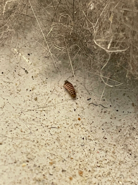Brown-striped Bugs on Couch Cushions are Carpet Beetle Larvae