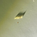Near-transparent Worm in Towel Closet Could be a Flea Larva