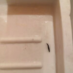 Black Worm in Bathroom is a Drain Fly Larvae