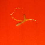 Goopy-looking, Orange Worm is a Mystery