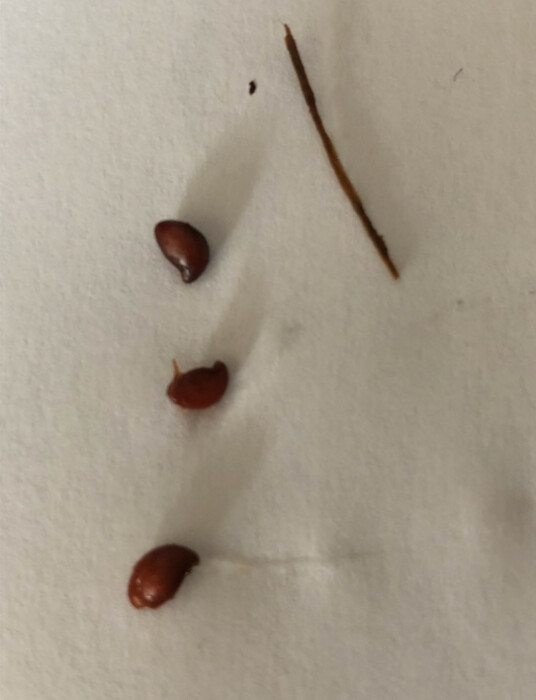 Red Sesame Seed-like Objects Found in Stool Cause Concern