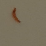 Orange Worm on Bed is a Scarlet Malachite Beetle Larva