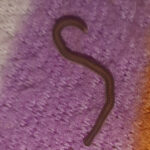 Big, Segmented Worms on Bed Could be Snakes or Millipedes