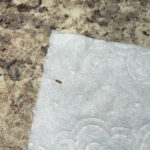 Dark Brown-striped Worms in Bathroom Could be Carpet Beetle Larvae