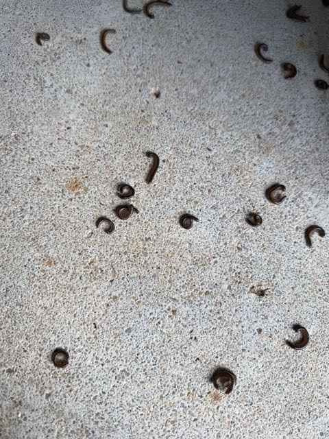Horde of Dead, Black Worms on Porch are Millipedes