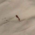 Worms Near Cat’s Butt Look like Leeches, but a Vet’s Eye is Required