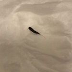 Segmented “Creepy Crawly” in Linen Closet is a Black Carpet Beetle Larva