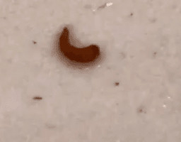 Brown Worm on Stuffed Animal is a Beetle Larva