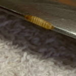 Striped, Light Brown Critter on Kitchen Counter is a Carpet Beetle Larva