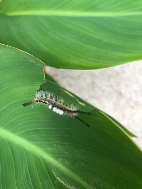 Colorful and Bushy Caterpillars are Tussock Moth Caterpillar and Forest Tent Caterpillar