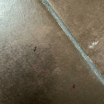 Shiny, Gray Bugs on Bathroom Floor Could be Beetles or Silverfish