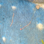 Pink Worms on Dog Blanket are Earthworms