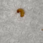 Orange and Brown-striped Grub is a Carpet Beetle Larva