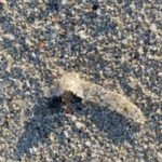 Worm Covered in Sand on Mexico Beach Could be Flatworm or Sand Mason Worm