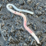 Big Pink Worm is an Immature Earthworm