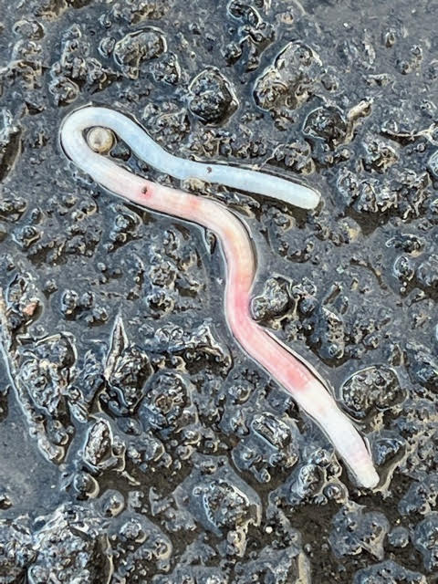 Big Pink Worm is an Immature Earthworm