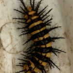 Spiky, Black and Orange Caterpillar is an Acraea Butterfly Caterpillar