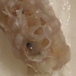 Drain Fly Larvae Found in Snail Clutch