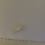 White Worms on Roller Blinds are Insect Larvae