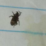 Green and Black Organisms Likely Connected to Weevils or Leafcutter Bees