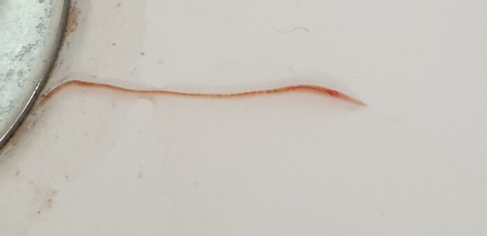 Bright Red Worm in Washbasin is a California Blackworm