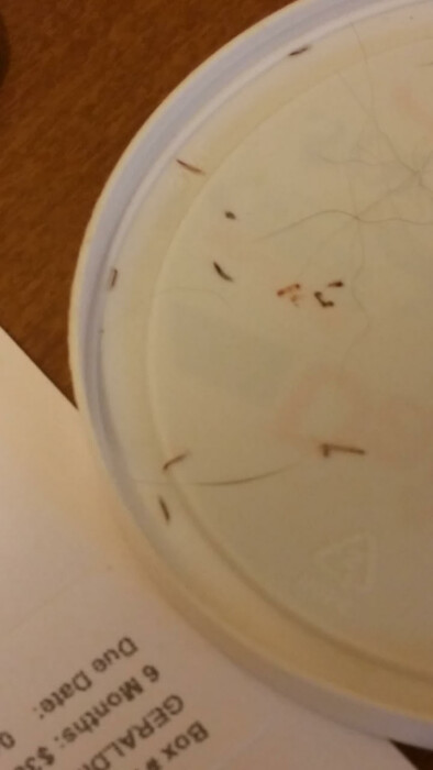 Tiny, White Worms Could be Flea Larvae or Fungus Gnat Larvae