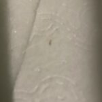 Tiny, Red Worm on Toilet Paper Could be a Caterpillar or Bloodworm
