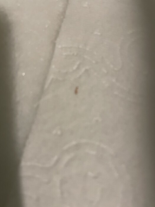 Tiny, Red Worm on Toilet Paper Could be a Caterpillar or Bloodworm