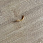 Tan, Segmented Worm is a Mealworm