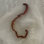 Mangled Red Worm in Toilet is a Tiger Worm