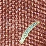 Segmented, Translucent, White Worm on Bed is a Flea Larva