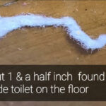 White, Fuzzy Worm by Toilet Could be a Flatworm