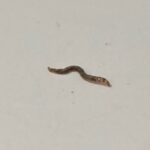 Striped Brown Worm is a Tiger Worm