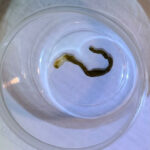 Slimy Dark Green Worm in Toilet is a Flatworm