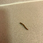 Segmented Brown Worm on Kitchen Counter is a Superworm