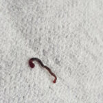 Dried-up, Red Worms Near Plant Pot Could be Earthworms or Bootlace Worms
