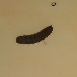 Segmented Worms in Sink are Black Soldier Fly Larvae