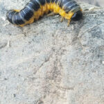 Yellow and Black Caterpillar on Rock is Actually a Dogwood Sawfly Larvae
