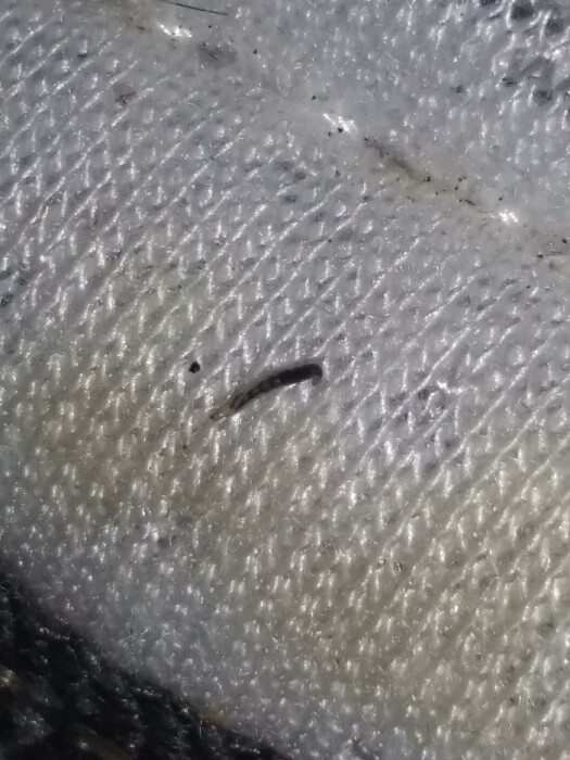 White and Black Worms on Mattress are Flea Larvae