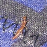 Red-brown Bug Found During Rainy Season is a Footspinner