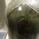 Worms in Terrarium are Soil Nematodes and Centipedes