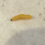 White Worm with Brown Head is a Caterpillar Pest
