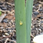 Yellow Worms on Daffodils Could be Narcissus Bulb Fly Larvae