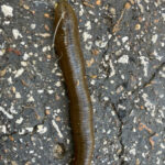 Dark Brown, Segmented Worm on Driveway is a Leech